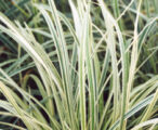 Aztez Grass 