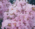 Crapemyrtle Sioux 15 GAL