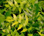 Fern Japanese Holly 1 GAL