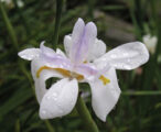 Iris African White