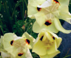 Iris African Yellow