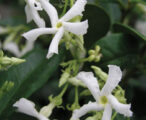 Jasmine Confederate