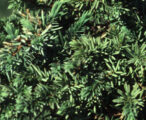 Juniper 'Blue Pacirfic'