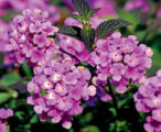 Lantana Trailing Purple
