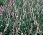 Liriope Evergreen Giant
