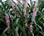 Liriope New Blue