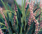 Liriope Supergreen Giant &trade;PP#12068