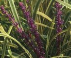 Liriope Variegated