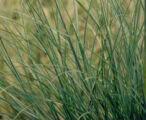 Miscanthus Sinensis 'Maiden' 3 GAL