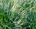 Mondo Grass