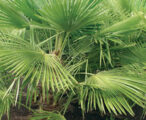 Windmill Palm