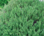 Rosemary