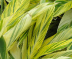 Ginger Alpinia Nutans Shell
