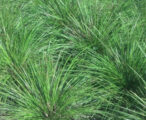 Lomandra Longifolia 'Breeze'PP#15420 - 1 GAL