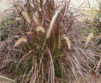 Pennisetum 'Purple Fountain Grass'
