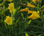Daylily
