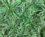 Mondo Grass Dwarf