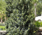Holly Oakland