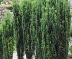 Ilex Sky Pencil