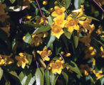 Jessamine Carolina