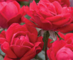 Knock Out Rose Double Knock Out