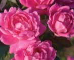 Rose Knock Out Double Pink