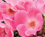 Rose Knock Out Pink