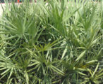Palmetto Green Saw