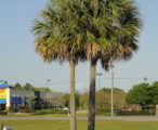 Sabal Palm