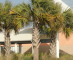 Washingtonia Palm
