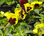 Pansy