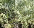 Pindo Palm