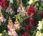 Snapdragons