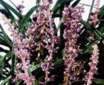 Liriope Cleopatra