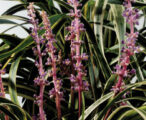 Liriope Marc Anthony