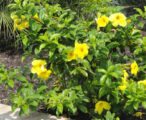 Allamanda