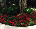 Pentas 'assorted' 1 GAL