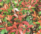 Cleyera Japonica