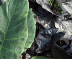 Elephant Ear