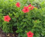 Hibiscus Red