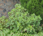 Hydrangea Oakleaf Dayspring