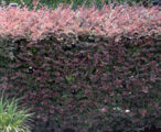 Loropetalum Purple Diamond