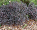 Loropetalum Purple Pixie