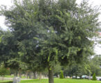 Oak Southern Live
