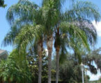 Queen Palm 15 GAL