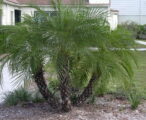 Roebeleni (Triple) Palm