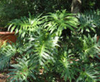 Philodendrum Selloum