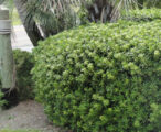 Pittosporum Green