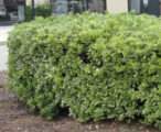 Pittosporum Variegated