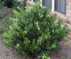 Podocarpus Pringles